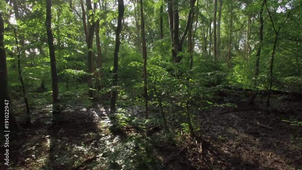 Drone shot flying forward in deciduous forest. Nature background, sunlight shines through trees and branches Drone shot flying forward in deciduous forest. Nature background, sunlight shines through trees and branches