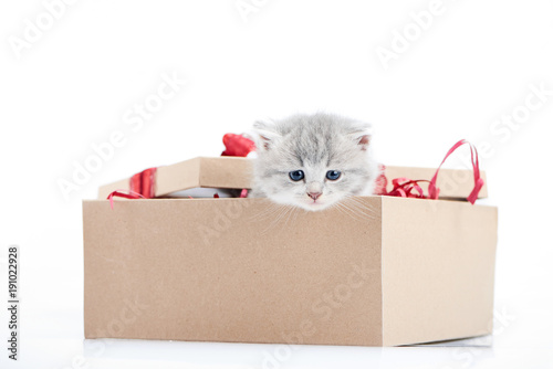 Birthday present. Small cute fluffy kitten sitting in decorated cardboard box and looking outside being present for special occasion. Little adorable funny playful curious cat valentine happiness