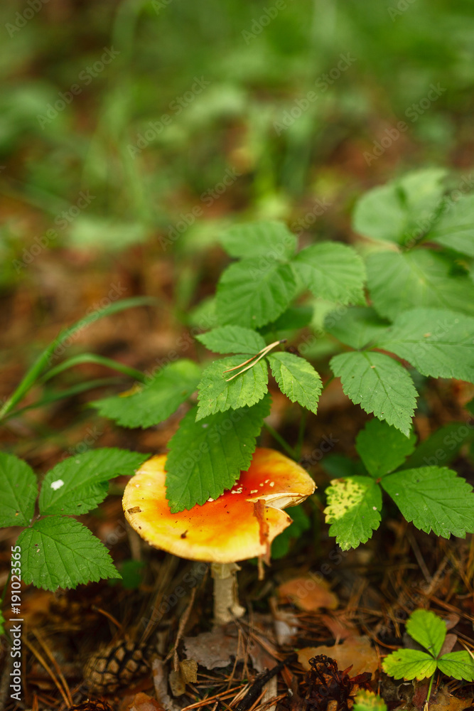 mushrooms in the forest