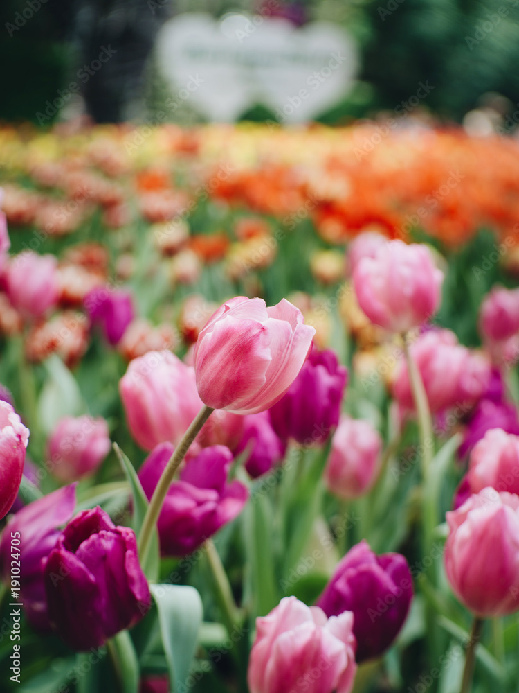 Colorful tulips flowers in the garden. Beautiful bouquet of tulips. Colorful tulips flowers in the garden. Beautiful bouquet of tulips.