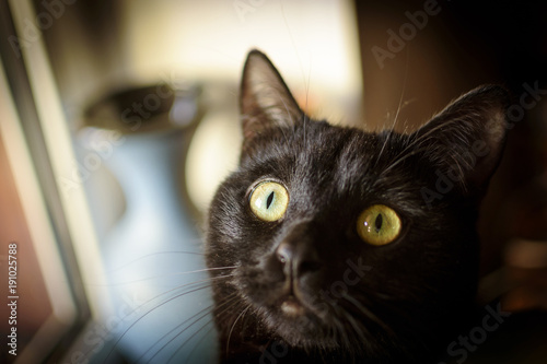 Head of Black cat on background of a blue vase on the window