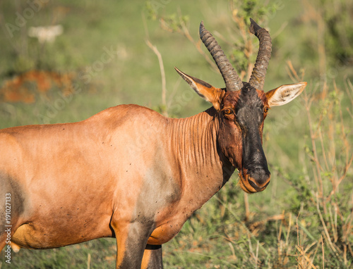Common tsessebe on a grass field in Masai Mara photo