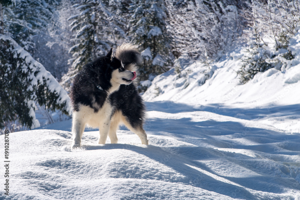 Alaskan malamute has fun on mountain trail Alaskan malamute has fun on mountain trail