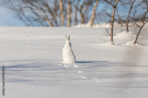 The mountain hare, Lepus timidus, in winter pelage, sitting with its back towards camera, looking right, in the snowy winter landscape with birch trees and blue sky, in Setesdal, Norway
