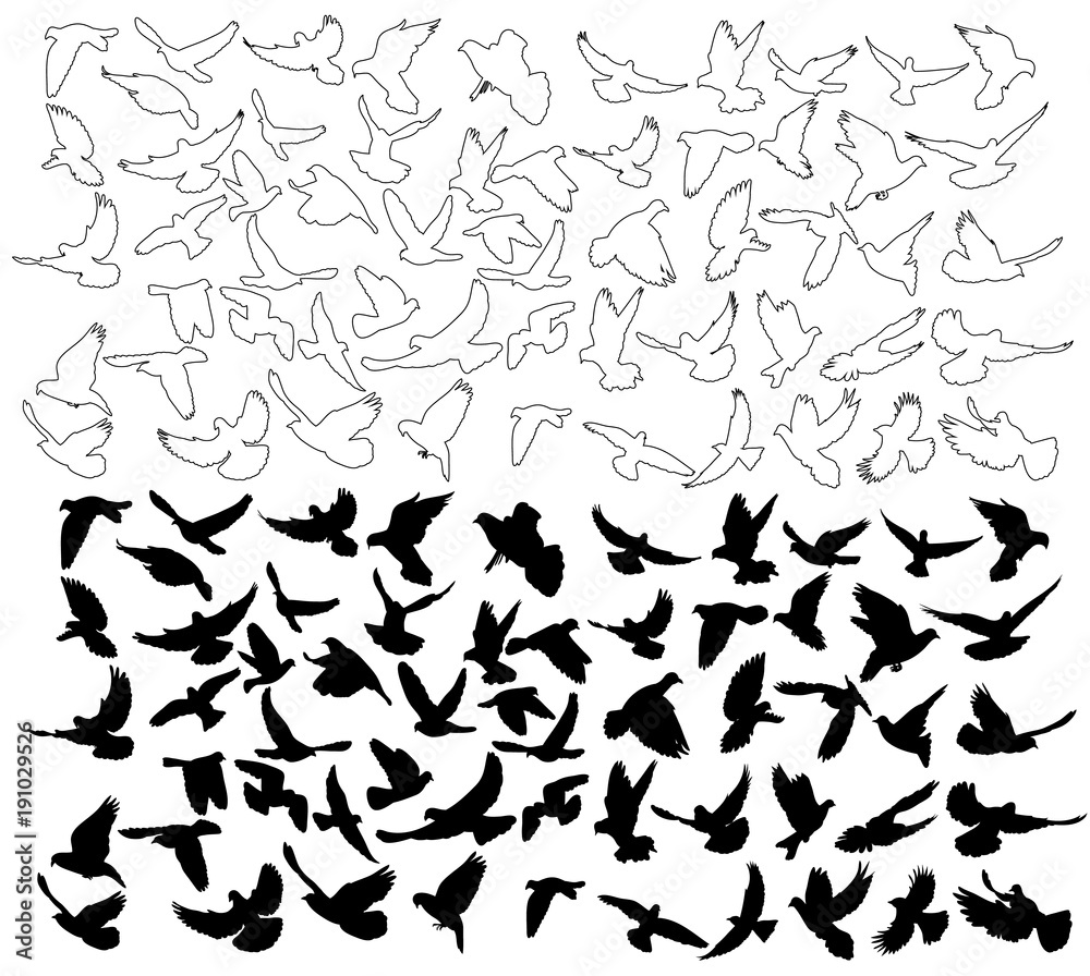 vector silhouette flying birds, collection