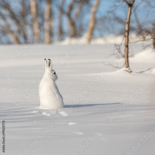 The mountain hare, Lepus timidus, in winter pelage, sitting with its back towards camera, looking right, in the snowy winter landscape with birch trees and blue sky, in Setesdal, Norway. Square image