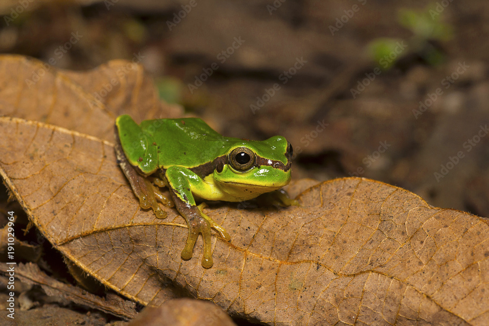 Obraz premium Jerdon's tree frog, Hyla annectans, Kivikhu