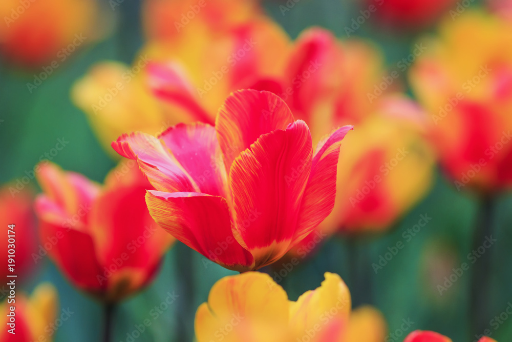 beautiful bright flowers and buds of a Tulip blooming in the spring in the Park beautiful bright flowers and buds of a Tulip blooming in the spring in the Park