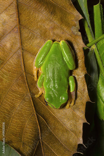 Jerdon's tree frog, Hyla annectans, Kivikhu, Nagaland photo