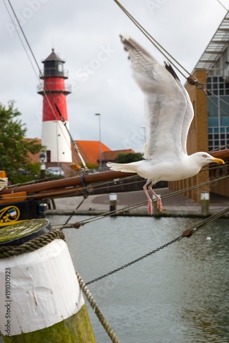 Silbermöwe (Larus argentatus) fliegt vor Leuchtturm im Museumshafen von Büsum, Schleswig-Holstein, Deutschland, Europa 