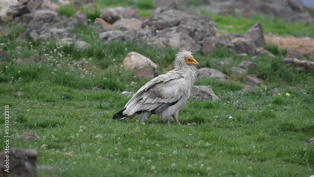 Egyptian Vulture walks along a green meadow Egyptian Vulture walks along a green meadow