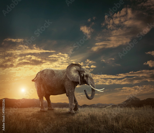 Elephant with trunks and big ears outdoor under sunlight.
