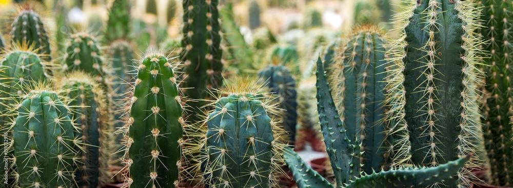 Fototapeta kaktusowa pustynia ogrodowa na wiosnę.