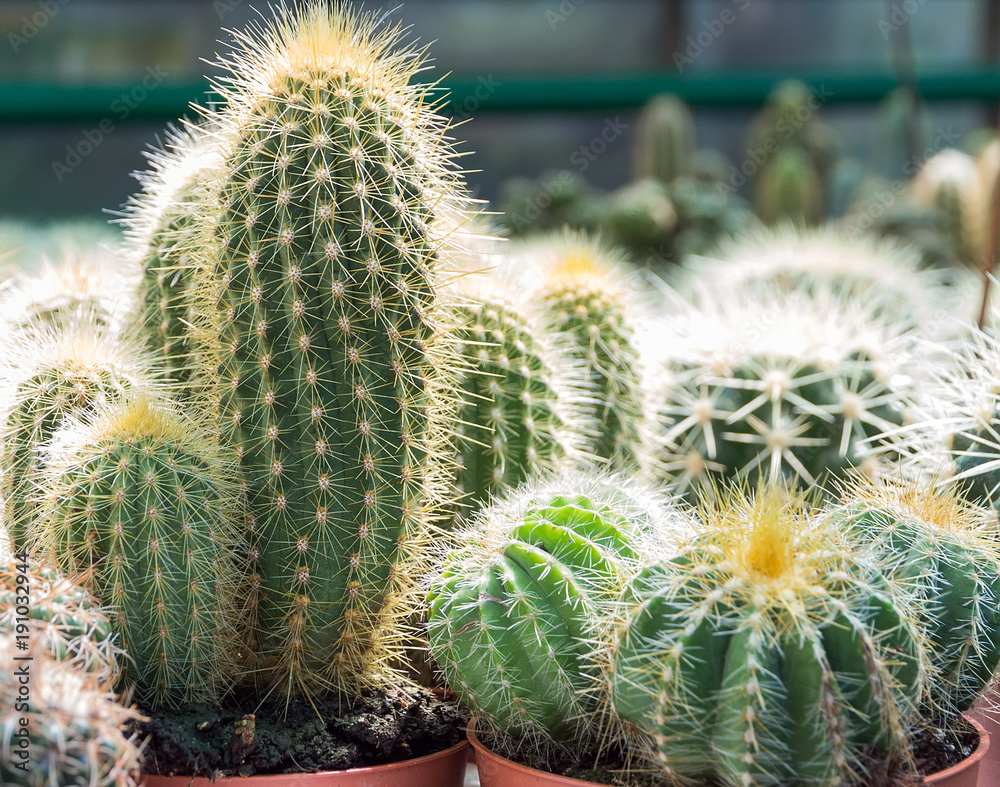 cactus garden desert in springtime. cactus garden desert in springtime.