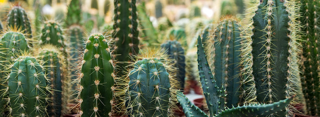 Gordijnen Cactus Cactustuin in de woestijn lente  © Emoji Smileys People