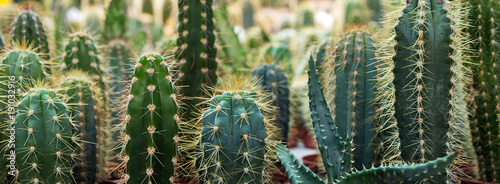 Billede på lærred cactus garden desert in springtime.