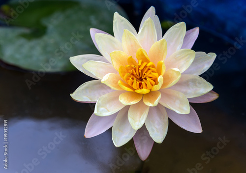 Lotus. Water lily flower in the pool