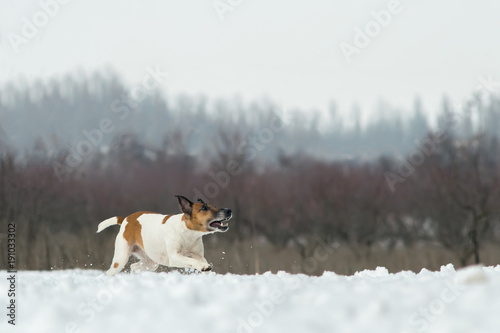 Fototapeta Naklejka Na Ścianę i Meble -  dog fox terrier, runs through the snow in the wild