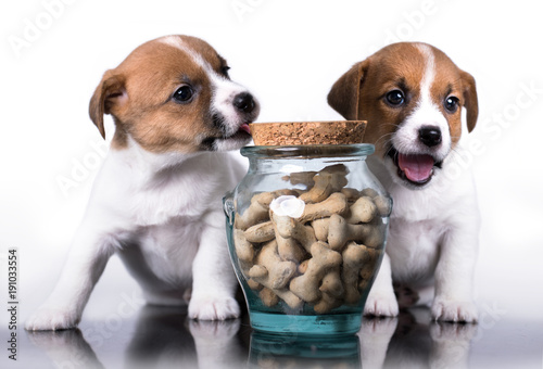 Jack Russell Terrier and food photo