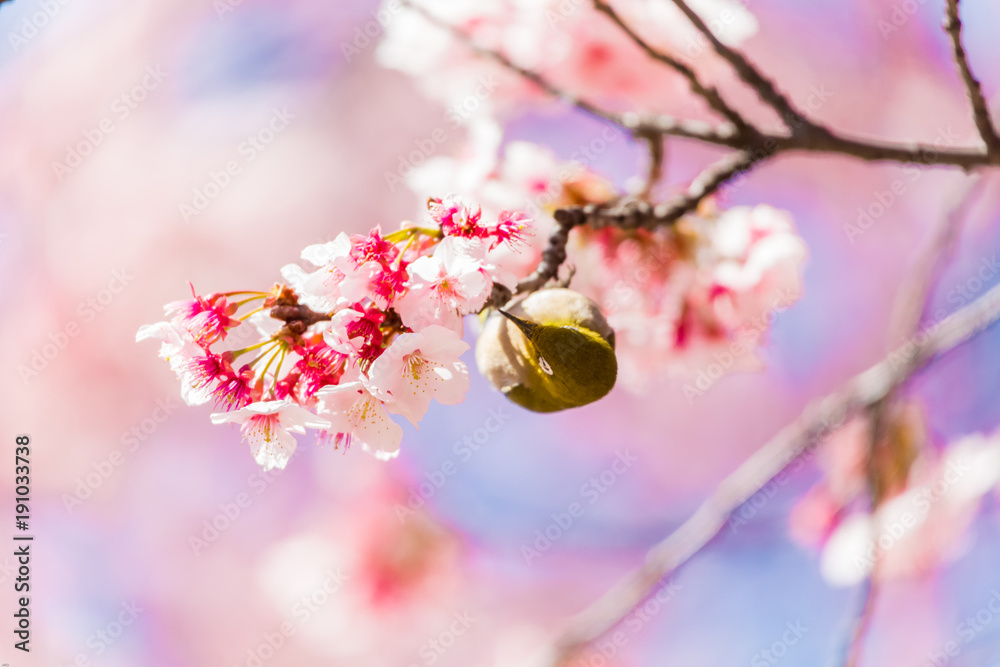 The Japanese White-eye.The background is cherry blossoms(Japanese name Kanzakura). Located in Tokyo Prefecture Japan. The Japanese White-eye.The background is cherry blossoms(Japanese name Kanzakura). Located in Tokyo Prefecture Japan.