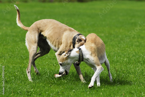 Zwei Hunde spielen miteinander