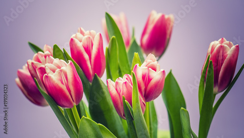 Fototapeta Naklejka Na Ścianę i Meble -  tulip flowers background 