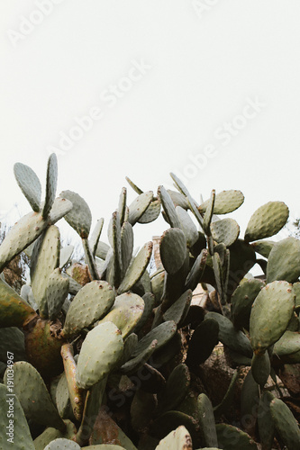 Planta grande de cactus natural en colina de pueblo