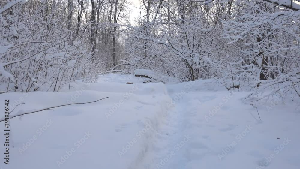 Panorama of the winter forest and the dog Panorama of the winter forest and the dog