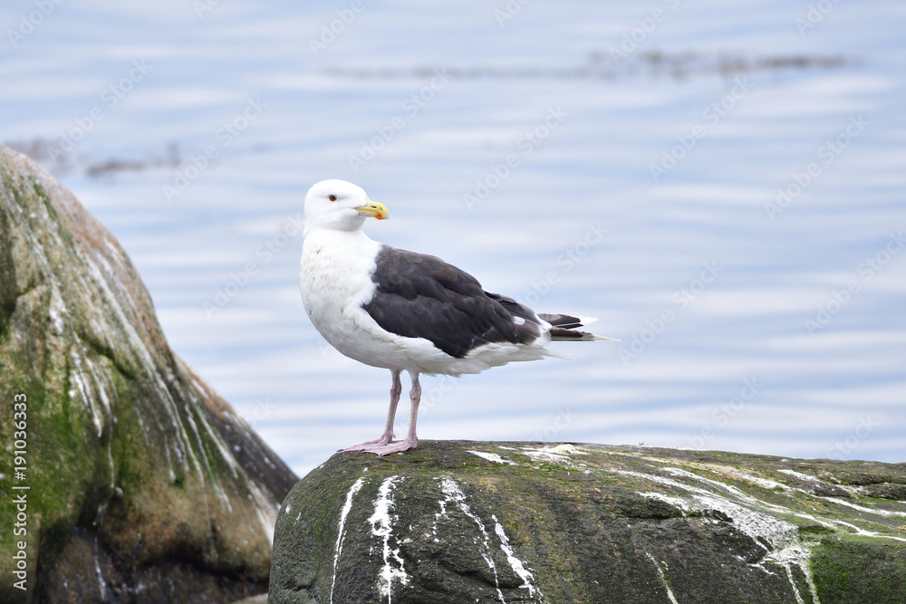 Mantelmöwe ( Larus marinus )