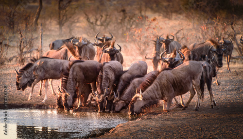 Gnu-Wanderung Serengeti photo