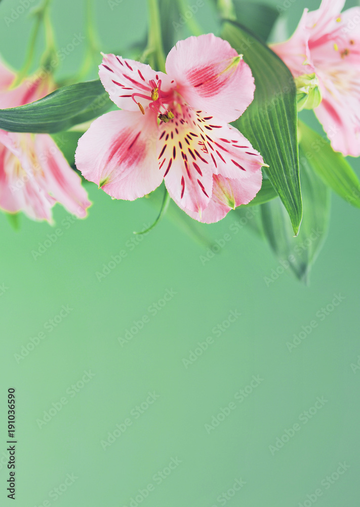Fototapeta premium Alstroemeria on light background