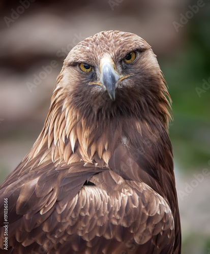 Águila real mirando a cámara