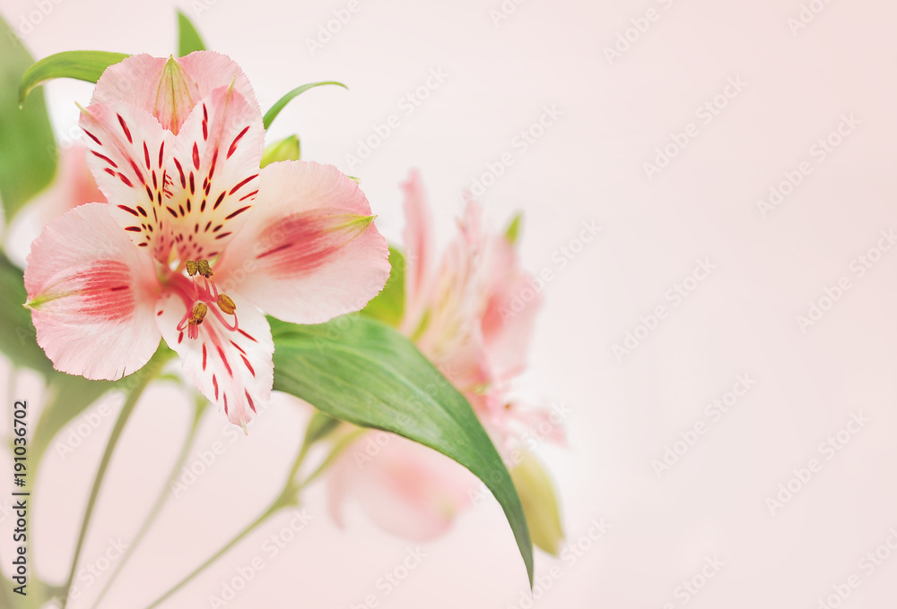 Alstroemeria on light background
Alstroemeria on light background
