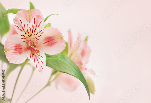  Alstroemeria on light background   