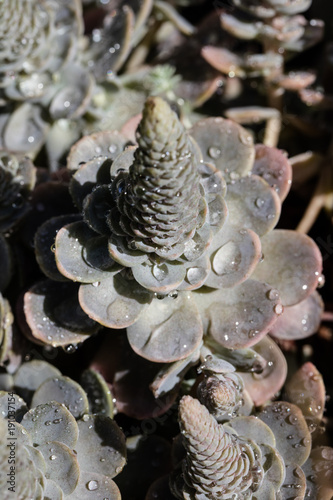 macro view of succulent Chinese Hat or Iwarenge or Orostachys photo