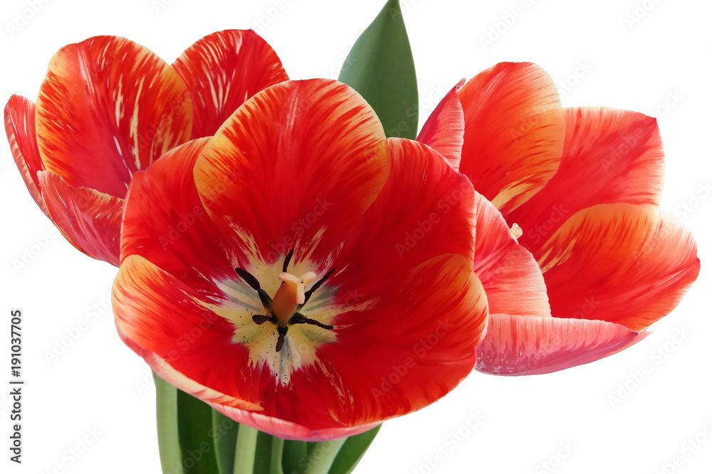 Fototapeta premium Tulips on the white background