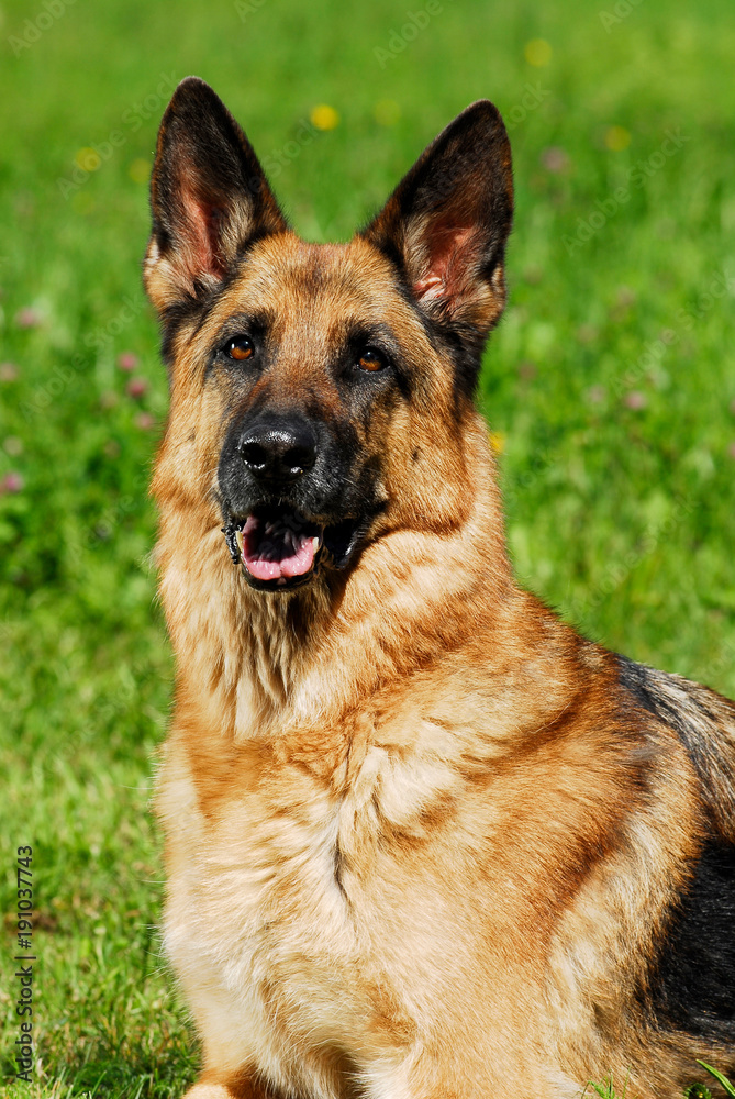 Deutscher Schäferhund in einer Wiese sitzend Deutscher Schäferhund in einer Wiese sitzend