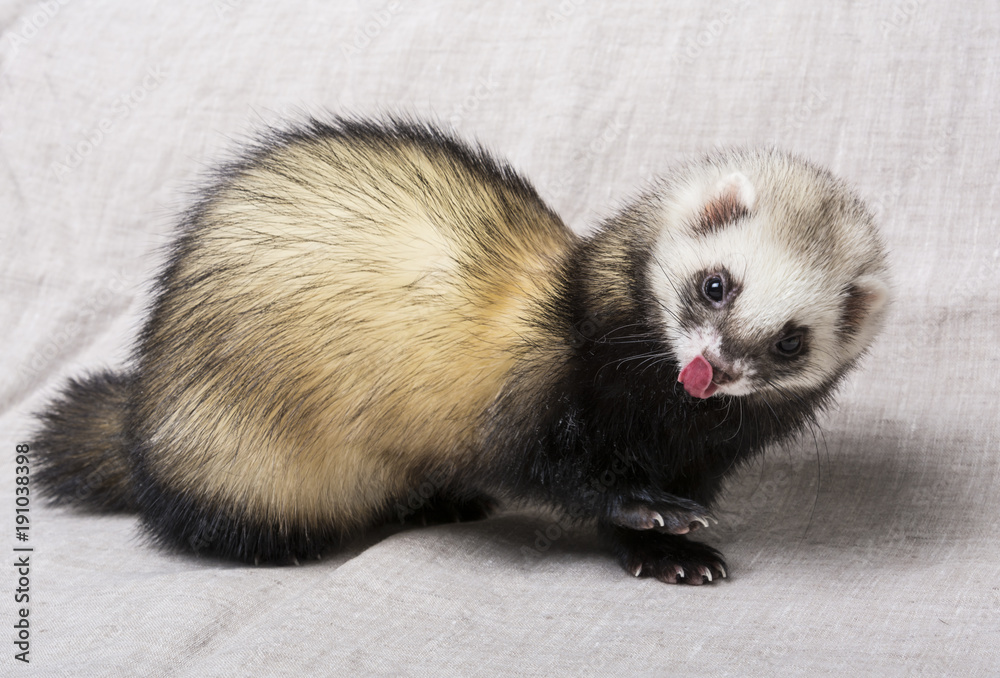 Cute fluffy ferret licking its nose on linen background. Stock