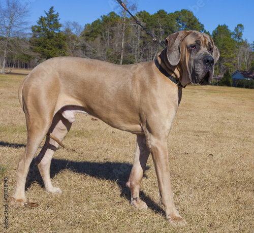 Great Dane purebred out for a walk on a grassy field