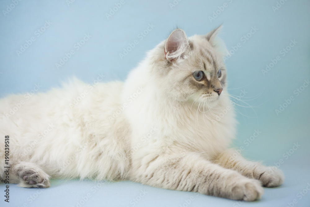 A beautiful point-seal siberian female cat with blue eyes is lying, light blue background, close up