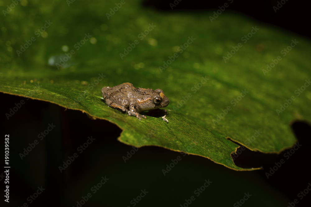Obraz premium Philautus sp., genus of shrub frogs. Kivikha