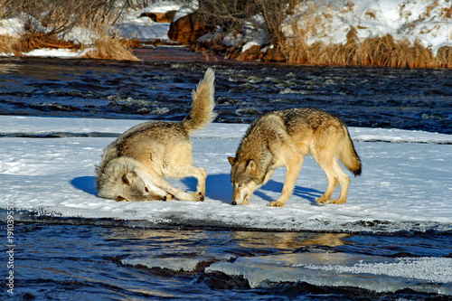 2 Gray Wolves