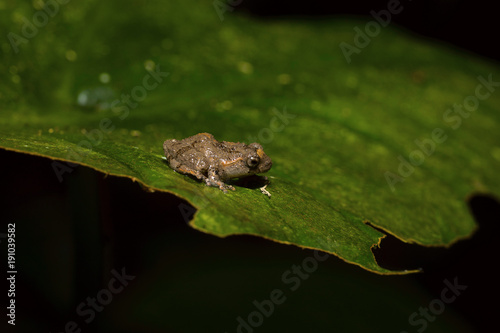 Philautus sp., genus of shrub frogs. Kivikha