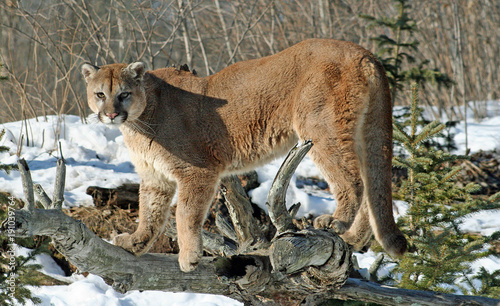 Cougar