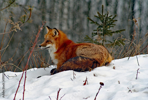 Fotografie Red Fox