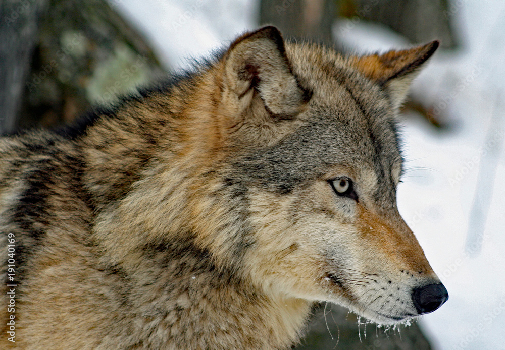 Wolf Portrait