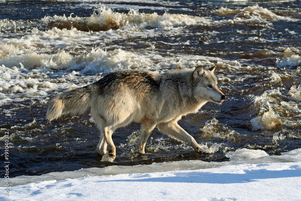 Fototapeta premium Wolf in the River