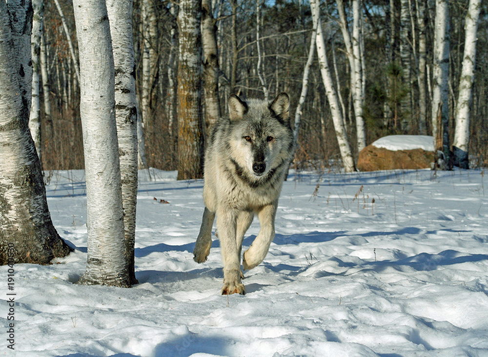 Naklejka premium Gray Wolf