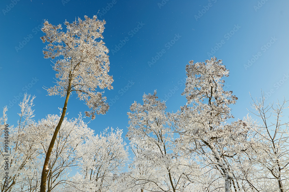 Branches of trees in icy cold frost. Branches of trees in icy cold frost.