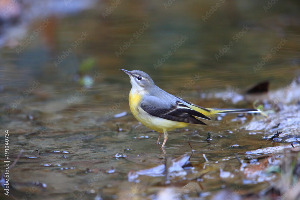 Obraz premium Grey wagtail (Motacilla cinerea) in Japan